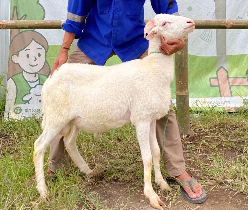 Domba Qurban 07