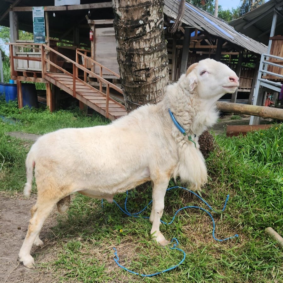 Simbah